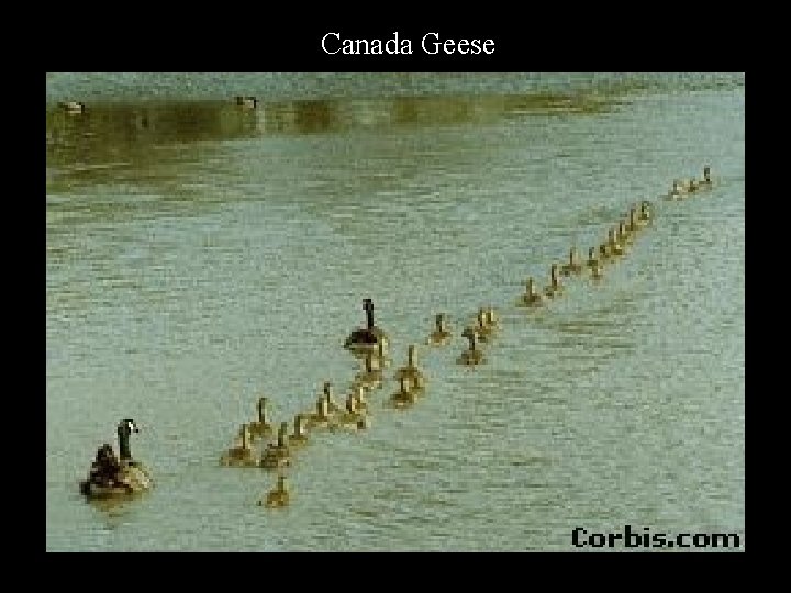 Canada Geese 