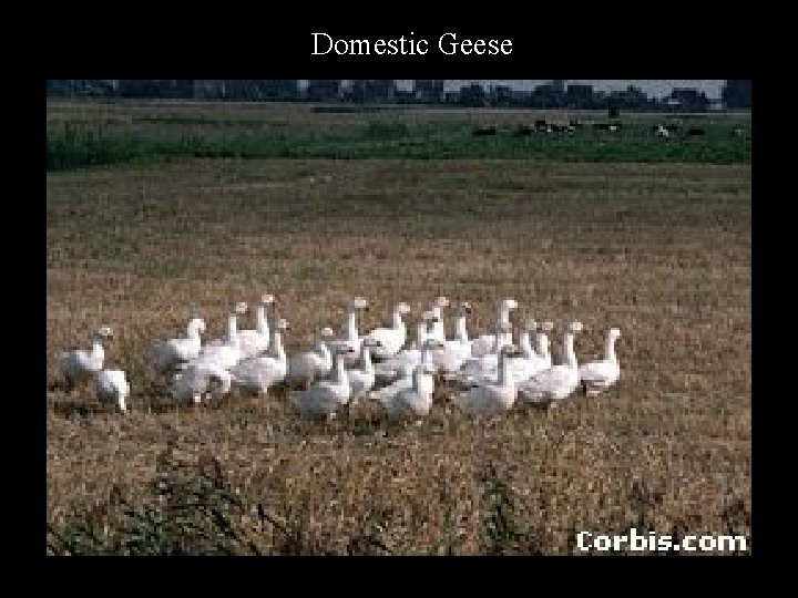 Domestic Geese 