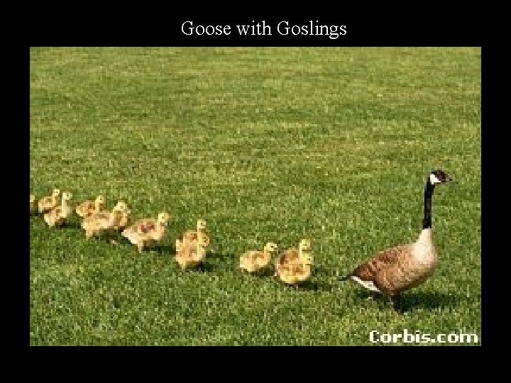 Goose with Goslings 