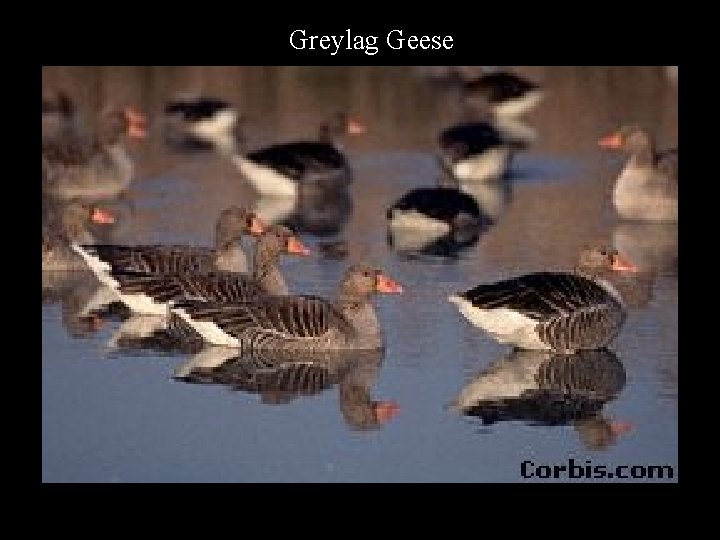 Greylag Geese 