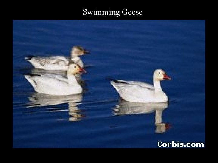 Swimming Geese 