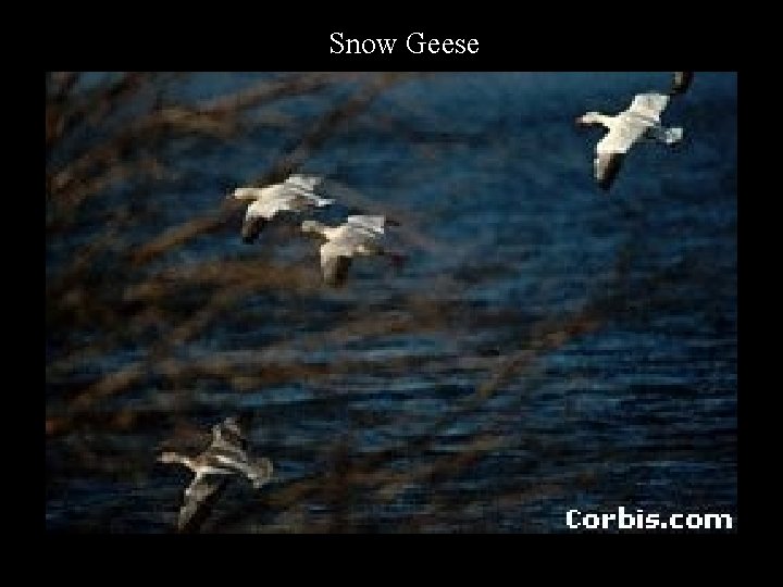 Snow Geese 