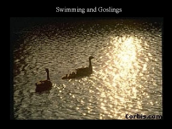 Swimming and Goslings 