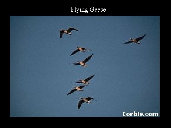 Flying Geese 