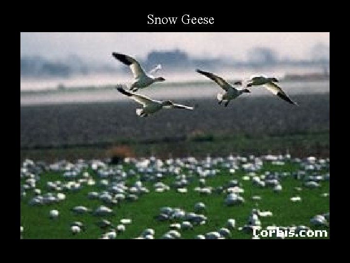 Snow Geese 