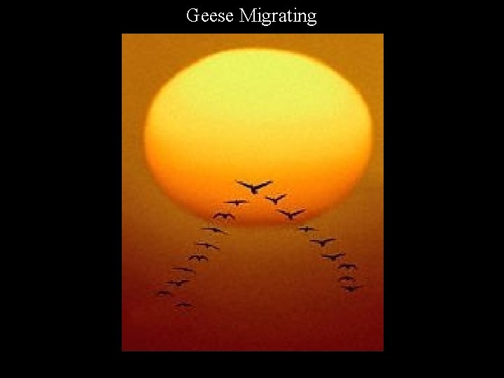 Geese Migrating 