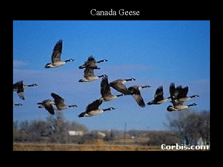 Canada Geese 