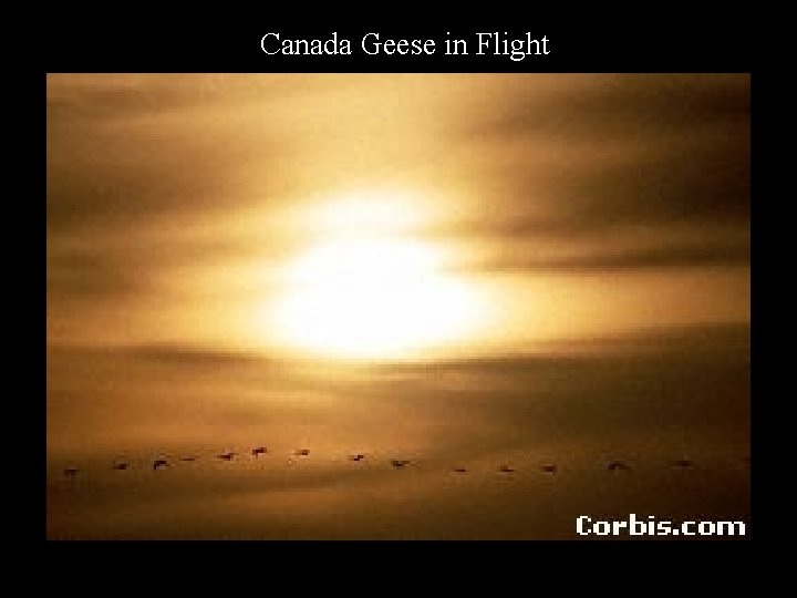 Canada Geese in Flight 