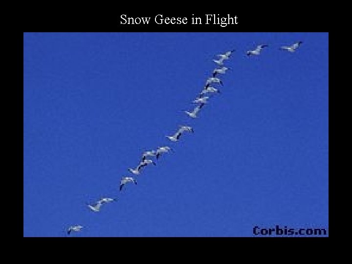 Snow Geese in Flight 