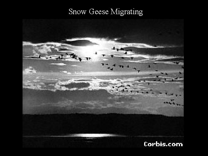 Snow Geese Migrating 