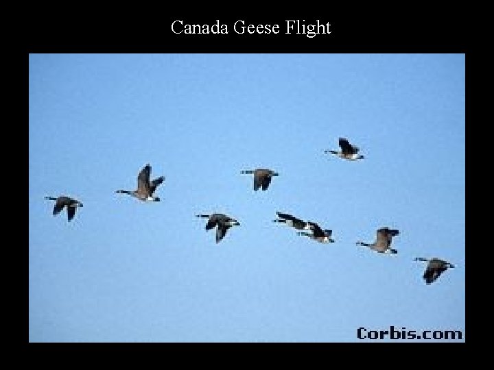 Canada Geese Flight 