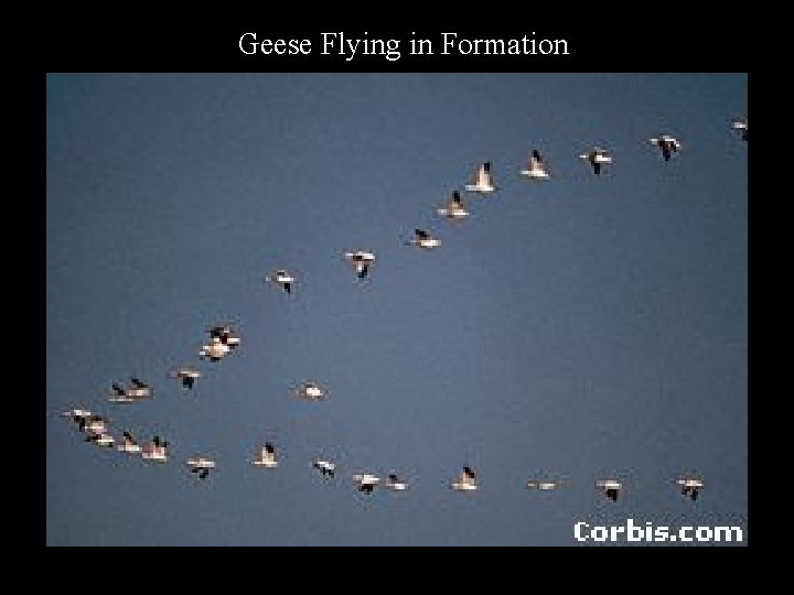 Geese Flying in Formation 