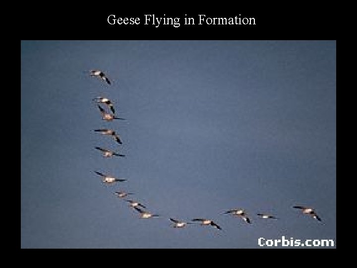 Geese Flying in Formation 