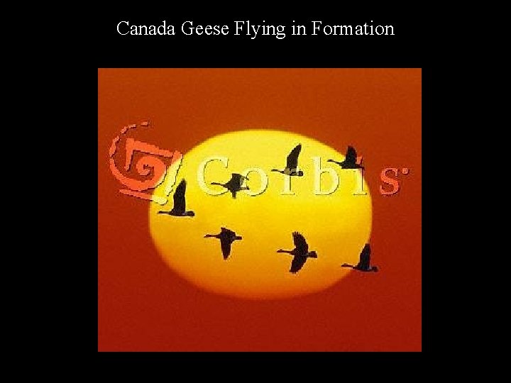 Canada Geese Flying in Formation 