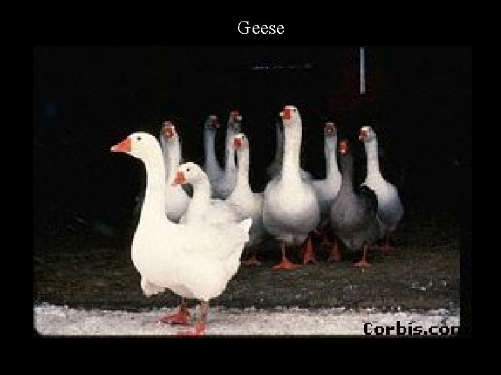 Geese 