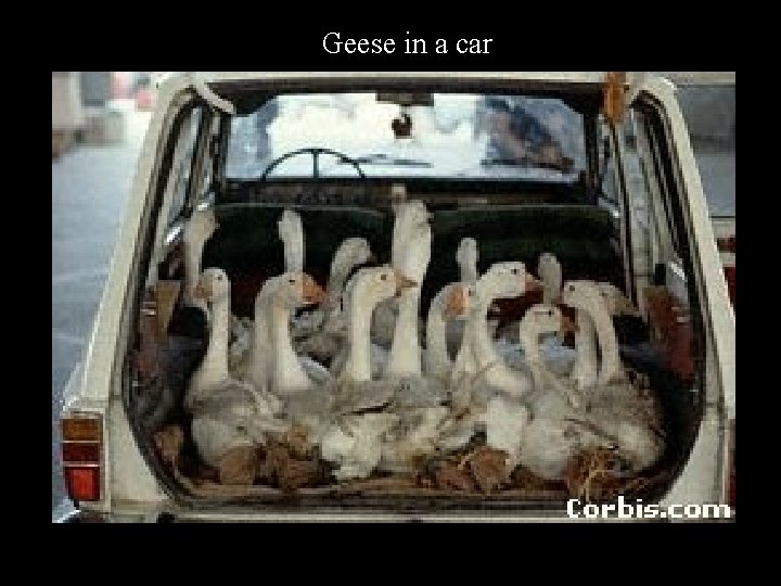 Geese in a car 