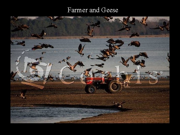 Farmer and Geese 