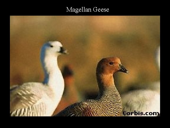 Magellan Geese 
