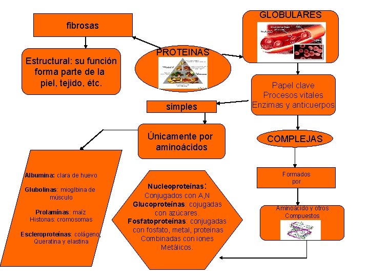 GLOBULARES fibrosas Estructural: su función forma parte de la piel, tejido, étc. PROTEINAS simples GLOBULARES fibrosas Estructural: su función forma parte de la piel, tejido, étc. PROTEINAS simples