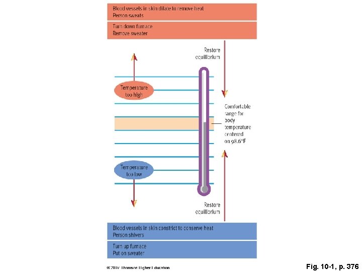 Fig. 10 -1, p. 376 