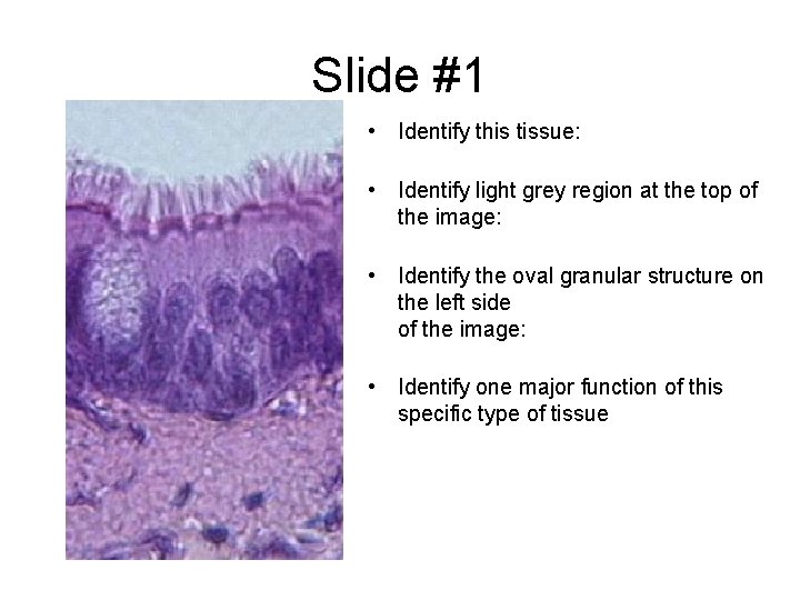 Slide #1 • Identify this tissue: • Identify light grey region at the top