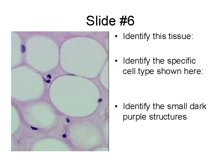 Slide #6 • Identify this tissue: • Identify the specific cell type shown here: