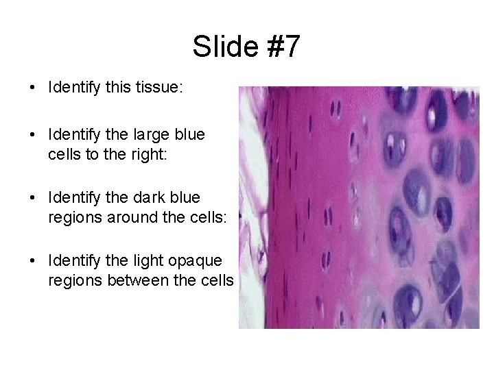 Slide #7 • Identify this tissue: • Identify the large blue cells to the