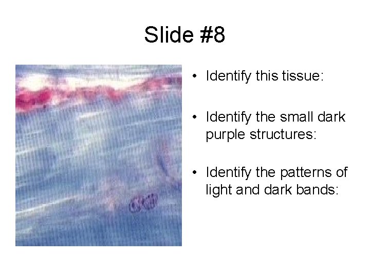 Slide #8 • Identify this tissue: • Identify the small dark purple structures: •