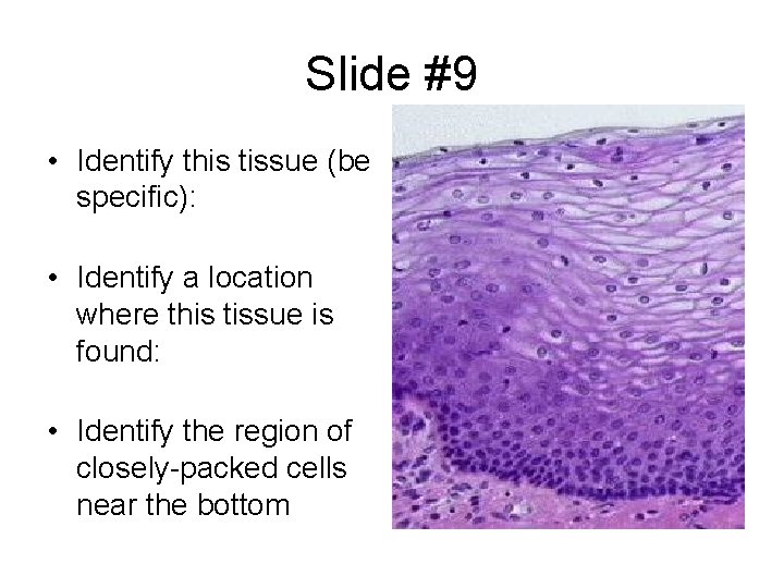 Slide #9 • Identify this tissue (be specific): • Identify a location where this