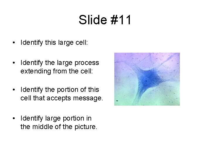 Slide #11 • Identify this large cell: • Identify the large process extending from