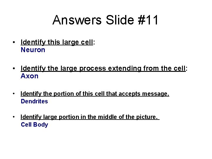 Answers Slide #11 • Identify this large cell: Neuron • Identify the large process