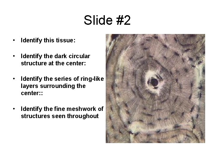 Slide #2 • Identify this tissue: • Identify the dark circular structure at the