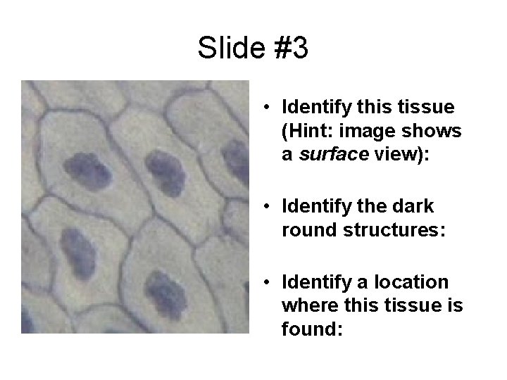  Slide #3 • Identify this tissue (Hint: image shows a surface view): •