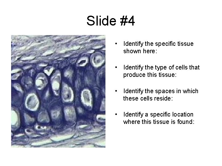 Slide #4 • Identify the specific tissue shown here: • Identify the type of