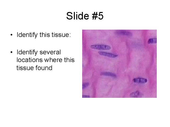 Slide #5 • Identify this tissue: • Identify several locations where this tissue found