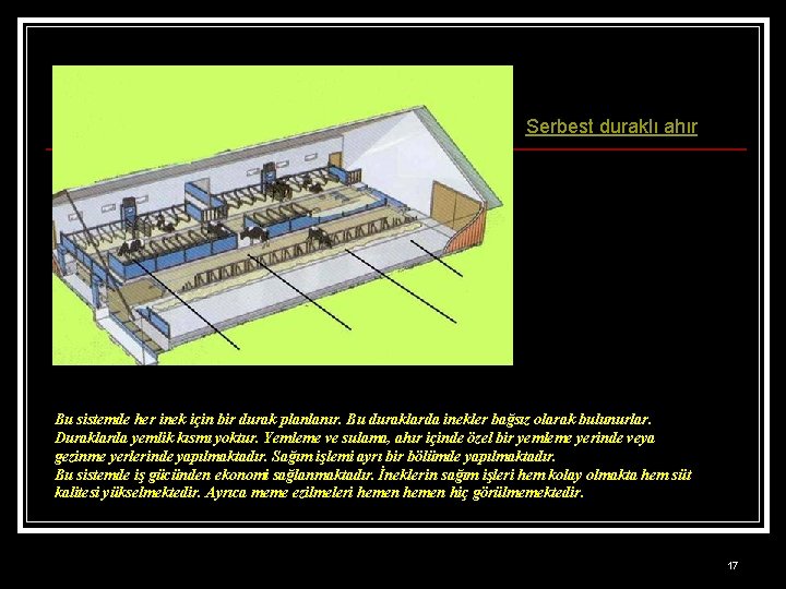 Serbest duraklı ahır Bu sistemde her inek için bir durak planlanır. Bu duraklarda inekler