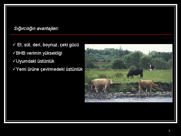 Sığırcılığın avantajları: ü Et, süt, deri, boynuz, çeki gücü üBHB verimin yüksekliği üUyumdaki üstünlük