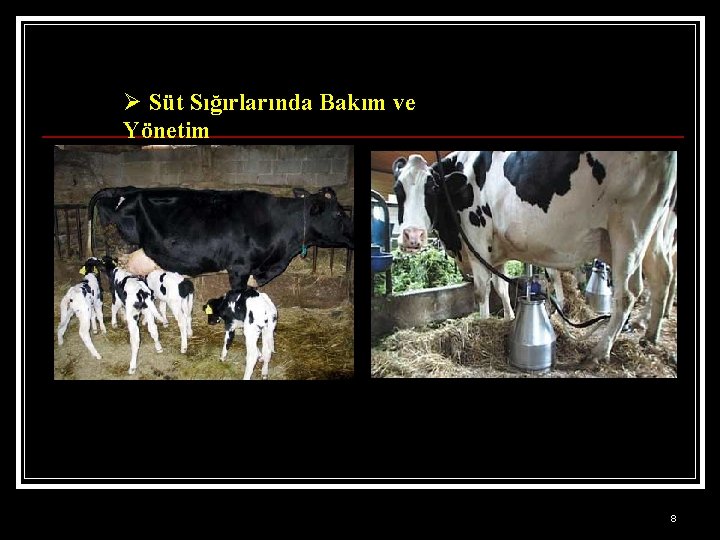 Ø Süt Sığırlarında Bakım ve Yönetim 8 