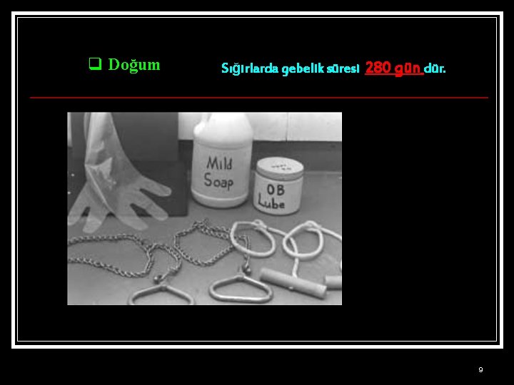 q Doğum Sığırlarda gebelik süresi 280 gün dür. 9 