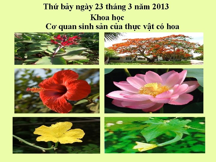 Thứ bảy ngày 23 tháng 3 năm 2013 Khoa học Cơ quan sinh sản