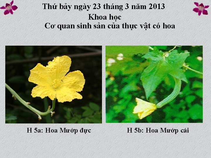 Thứ bảy ngày 23 tháng 3 năm 2013 Khoa học Cơ quan sinh sản