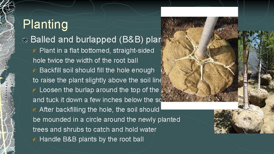 Planting Balled and burlapped (B&B) plants Plant in a flat bottomed, straight-sided hole twice