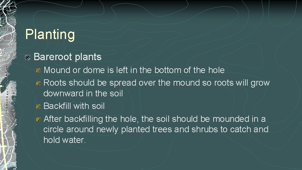 Planting Bareroot plants Mound or dome is left in the bottom of the hole