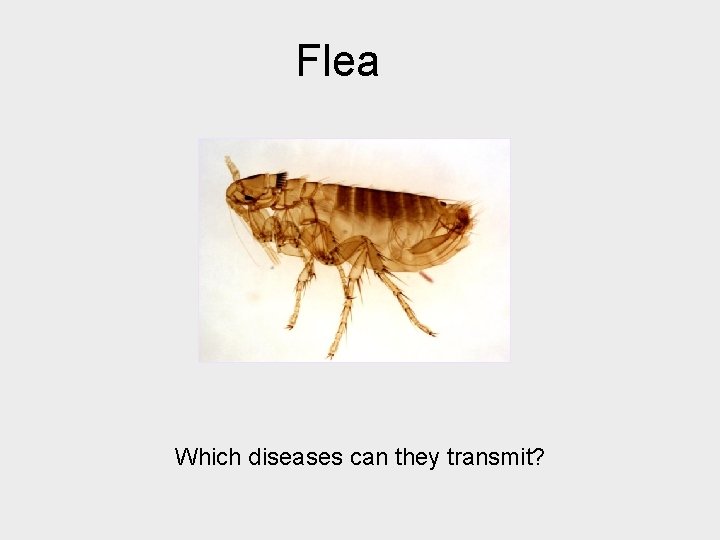 Flea Which diseases can they transmit? 