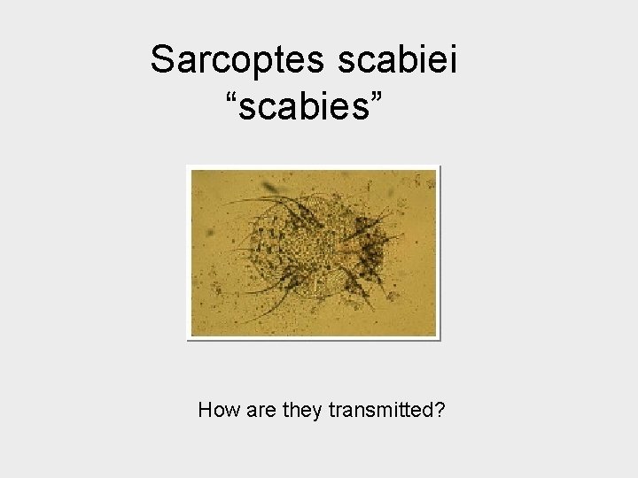 Sarcoptes scabiei “scabies” How are they transmitted? 