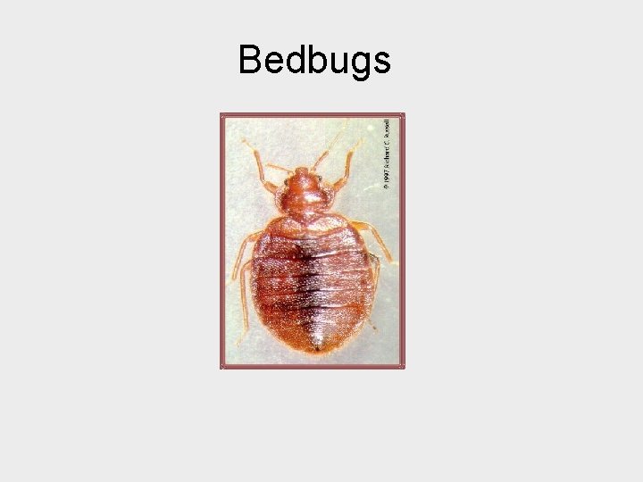 Bedbugs 
