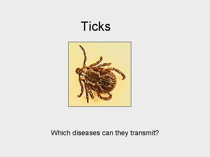Ticks Which diseases can they transmit? 