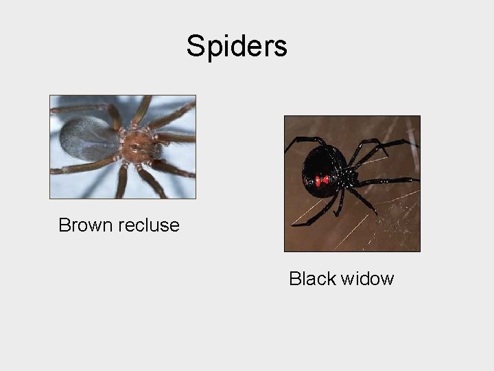 Spiders Brown recluse Black widow 
