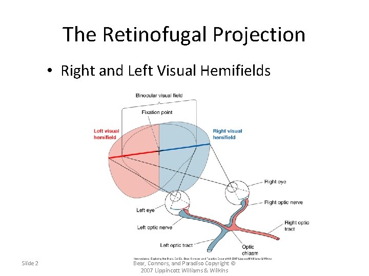 The Retinofugal Projection • Right and Left Visual Hemifields Slide 2 Neuroscience: Exploring the The Retinofugal Projection • Right and Left Visual Hemifields Slide 2 Neuroscience: Exploring the