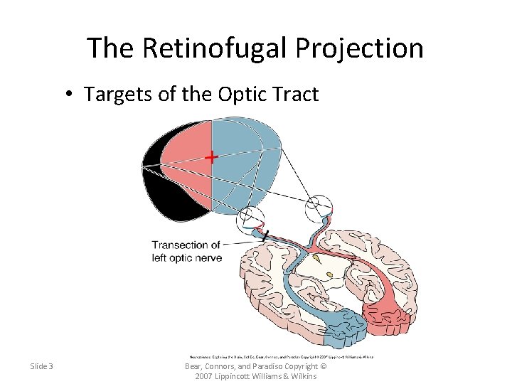 The Retinofugal Projection • Targets of the Optic Tract Slide 3 Neuroscience: Exploring the